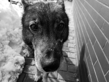 Very beautiful dog husky near the house on the background of snow in winter or early springの写真素材
