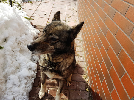 Very beautiful dog husky near the house on the background of snow in winter or early springの写真素材