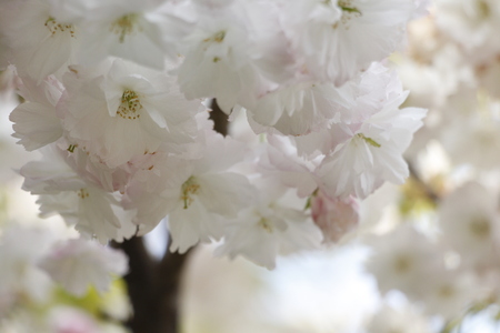 Sakuraの写真素材