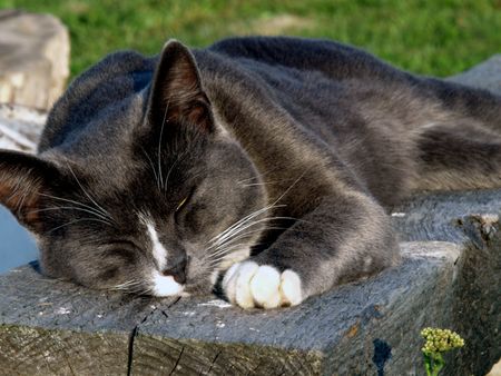 Sleeping cat 4        の写真素材
