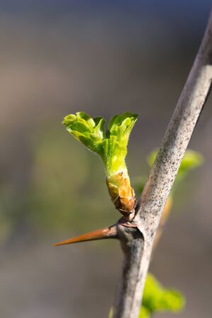 Close-up on a branch with a thorn climbs young, green leafの写真素材