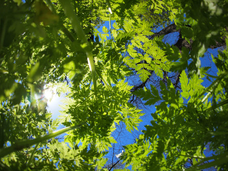 Spring meadow against the blue sky - view from below