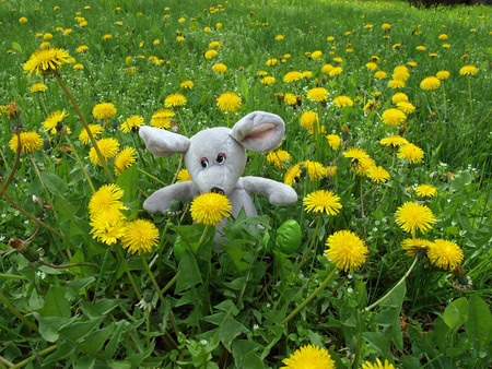 Homemade soft toy on the lawn in the middle between yellow flowers. Photo made on a sunny spring day.の写真素材