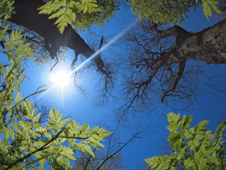 Blue sunny spring sky with wide angle fisheye lens view from below