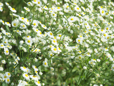 Large field overgrown with small white daisy flowers in green grass closeup, sharp foreground and...