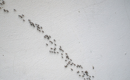 Overhead view of the chain of ants, which moves in the light of the rough plaster wallの写真素材