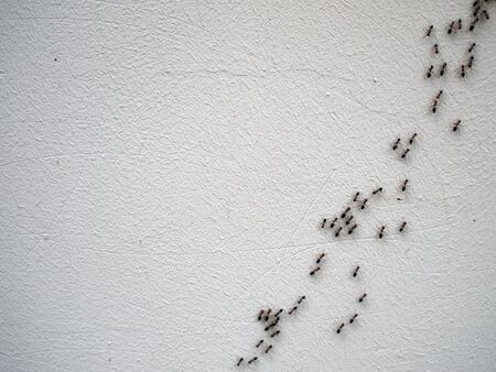 The chain of ants close-up, which run on the white wall of cement diagonal imageの写真素材