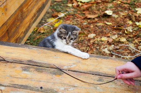Small pretty kitten playing in the autumn park with a stick on a wooden platform. Selective focus with shallow depth of field.の写真素材
