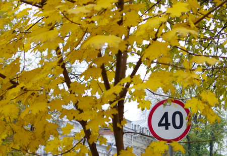 Road speed limit sign on a city street near the maple tree with yellow autumn leaves. Selective...