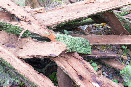 Pile of old tattered bark covered with moss in the woods close-up with shallow depth of field and...