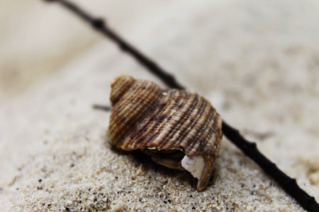 shellfish