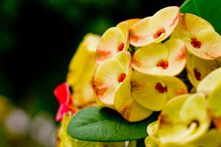 Poi Sian flowersの写真素材