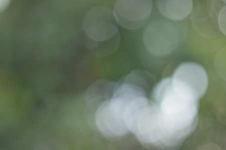 green leaves bokeh.