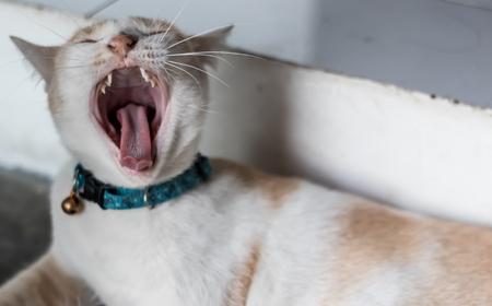 cat open mouthの写真素材