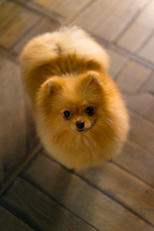 puppy a spitz-dog lying on a floor looking upの写真素材