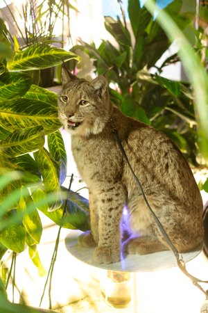 One lynx lynxの写真素材
