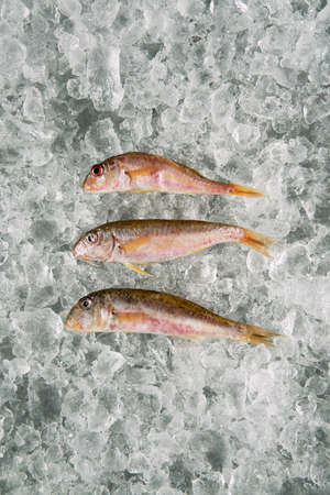 sea food fish on iceの写真素材