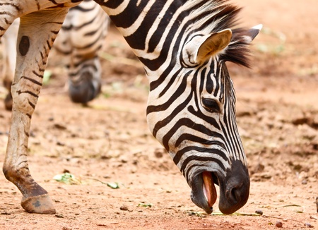 zebrasの写真素材