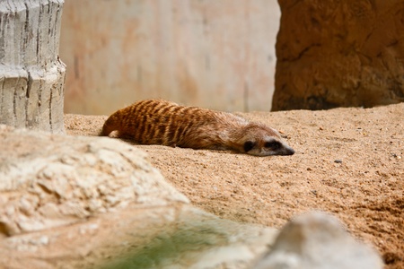 meerkatの写真素材