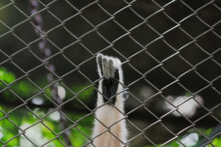 Imprisonの写真素材