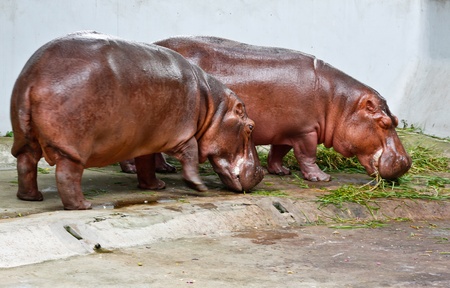 Hippopotamusの写真素材