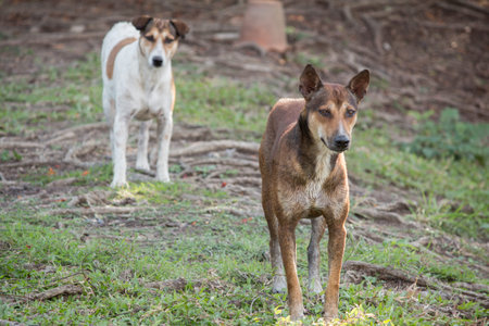 dog standing outdoor