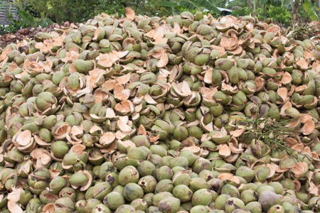 coconut