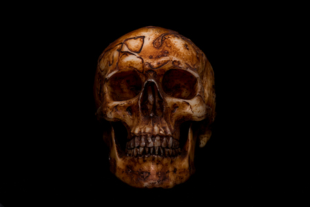 skull on black backgroundの写真素材