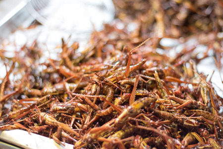 Fried grasshopper thai street foodの写真素材