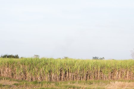 Sugarcane field farm backgroundの写真素材
