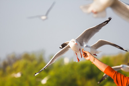 Laridae flying in the sky( Science name is Charadriiformes Laridaeの写真素材
