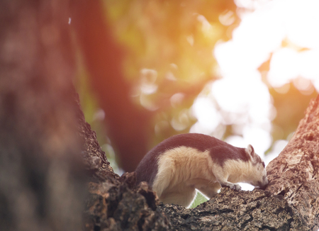 Squirrel on treeの写真素材