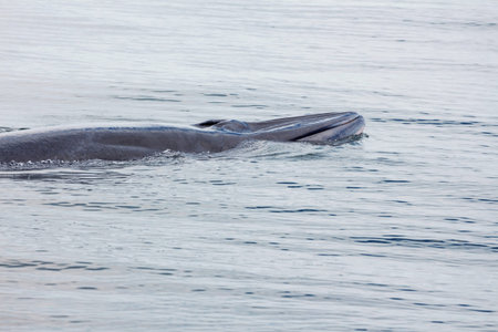 Bryde's whale, Eden's whale swimming in sea thailand