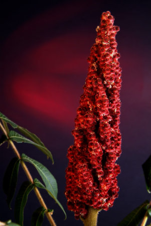 exaltation of flowers in photo studio