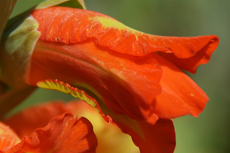 flowers, stamens and pistilsの写真素材