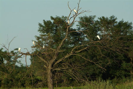 birds and nests