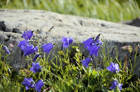 flowers in the mountainsの写真素材