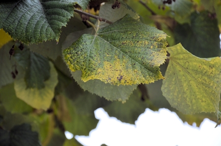 yellow leavesの写真素材