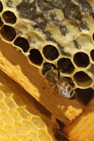 Environment in which they live and produce honey our bees friends