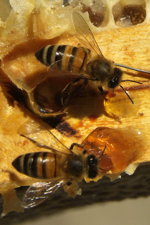 Bees in a beehive on honeycomb