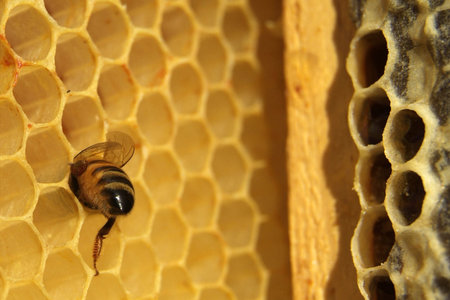 Bees in a beehive on honeycomb