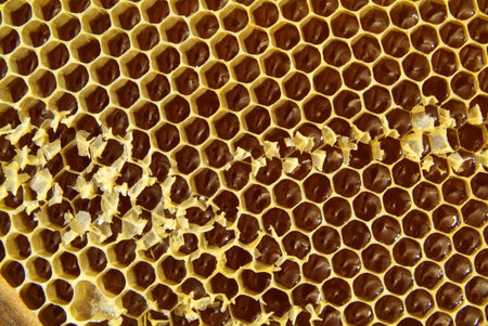 Bees in a beehive on honeycomb