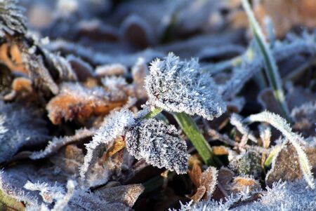 fir branch snowの写真素材