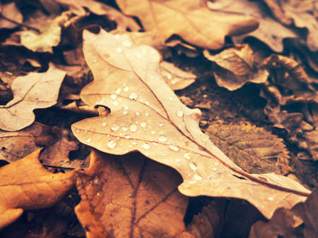 Autumn leavesの写真素材