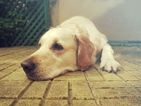 Golden retrieverの写真素材