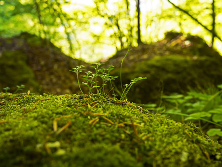 Moss sproutsの写真素材