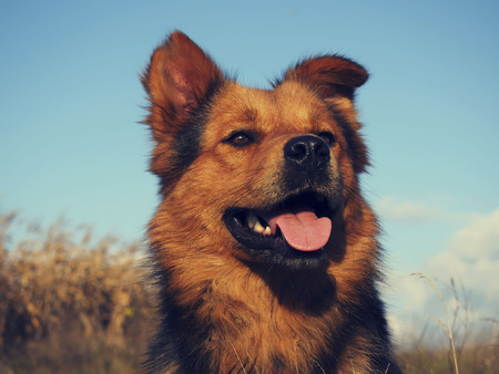 Dog portraitの写真素材