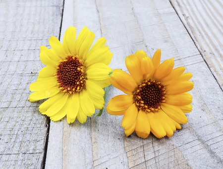 Marigold flowersの写真素材