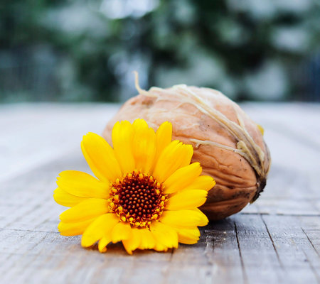 walnut and marigold