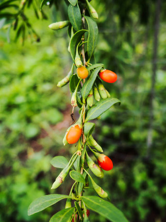 Goji branch